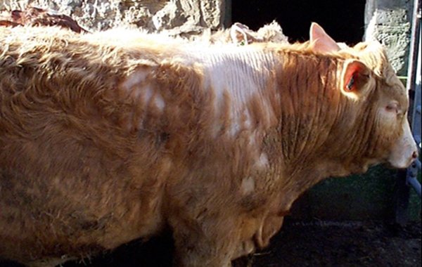 Cattle Lice