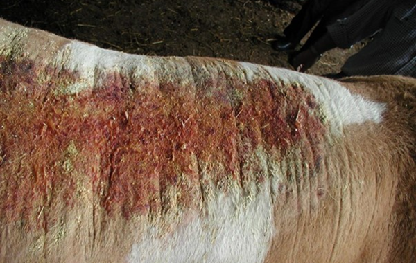 Cattle Mites