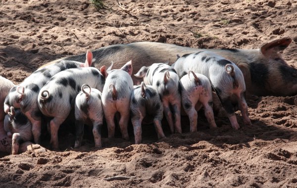 Lactation Length in Sows