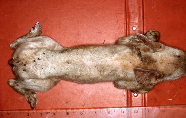 Neonatal Colibacillosis