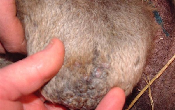 Chorioptic Mange Sheep